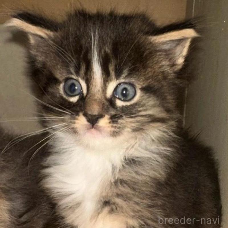 販売中の岐阜県のメインクーン-139959