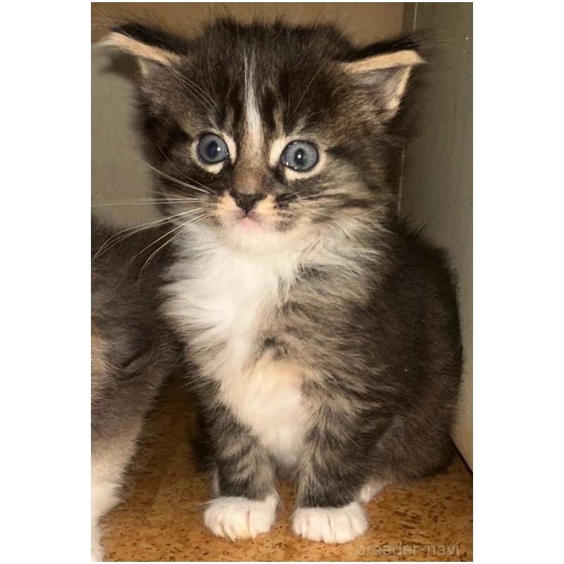 販売中の岐阜県のメインクーン-139959の2枚目