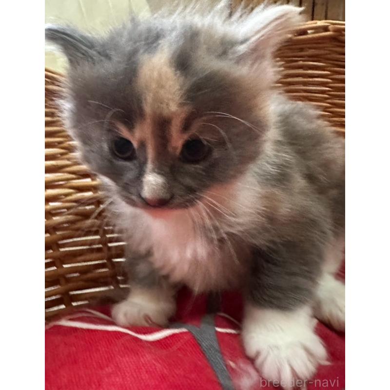 販売中の岐阜県のメインクーン-139960の2枚目