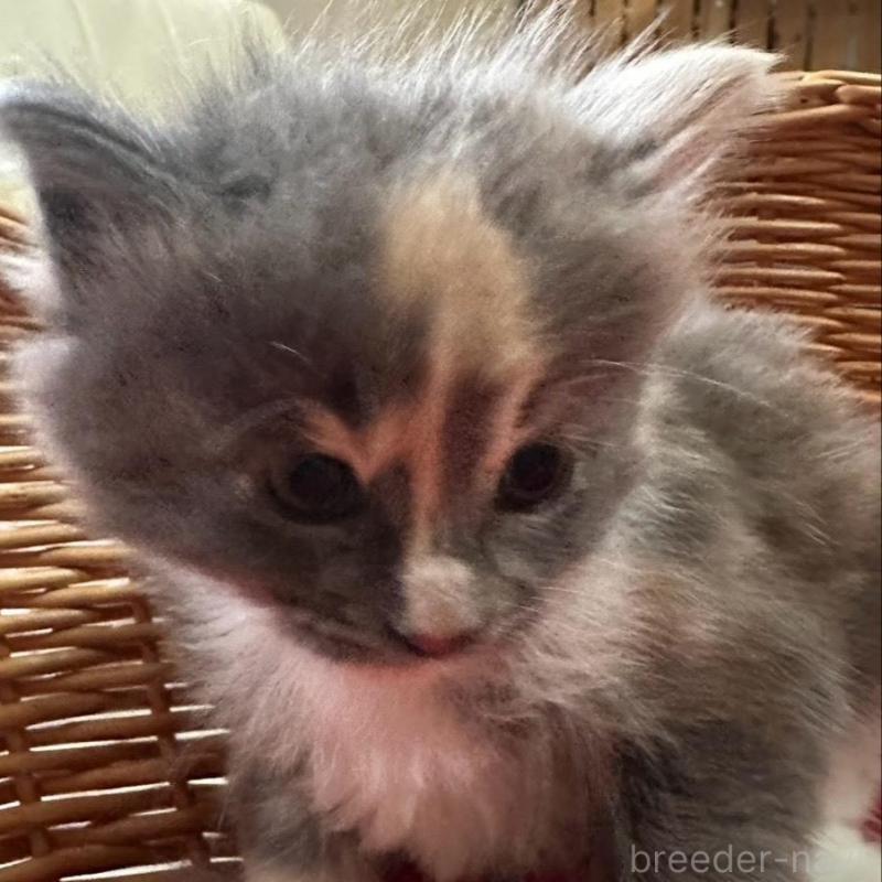 販売中の岐阜県のメインクーン-139960の1枚目