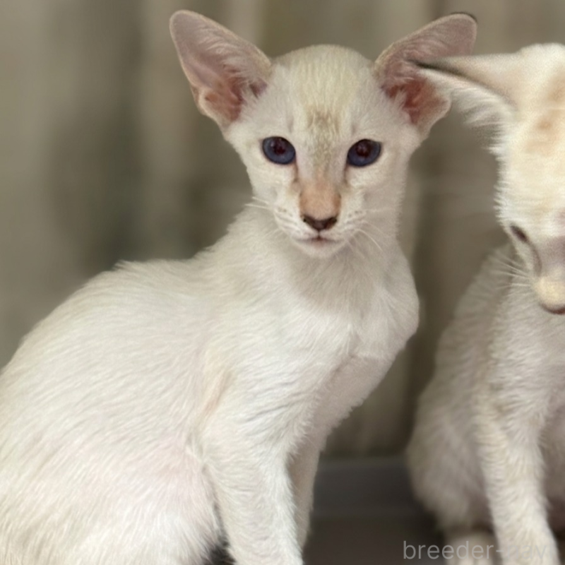 販売中ののシャム(サイアミーズ)-139961