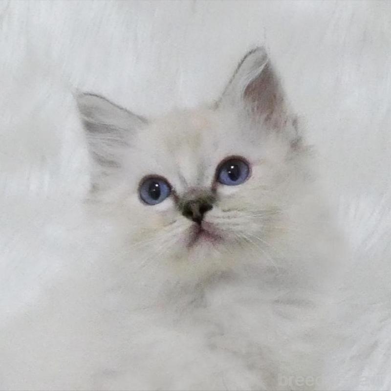 販売中の茨城県のラグドール-139962