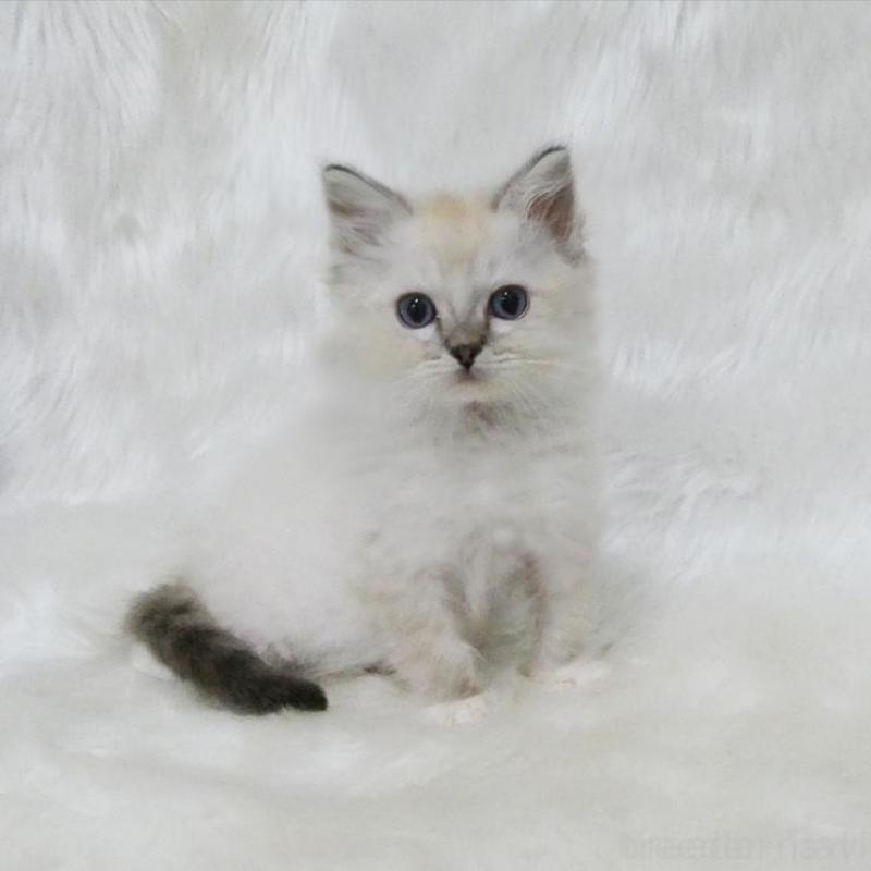 販売中の茨城県のラグドール-139962の4枚目