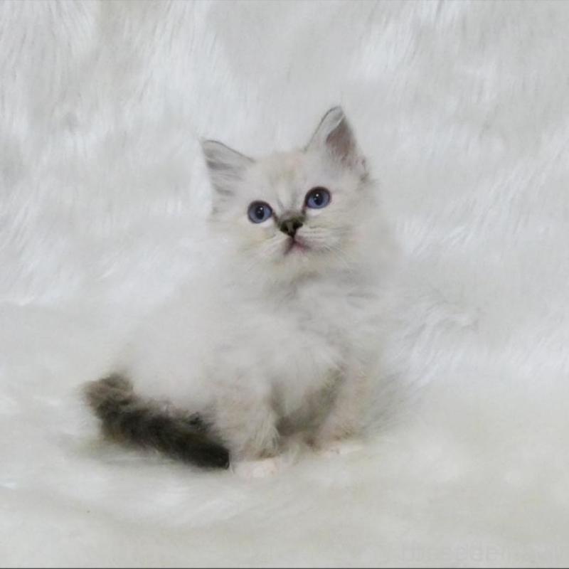 販売中の茨城県のラグドール-139962の3枚目