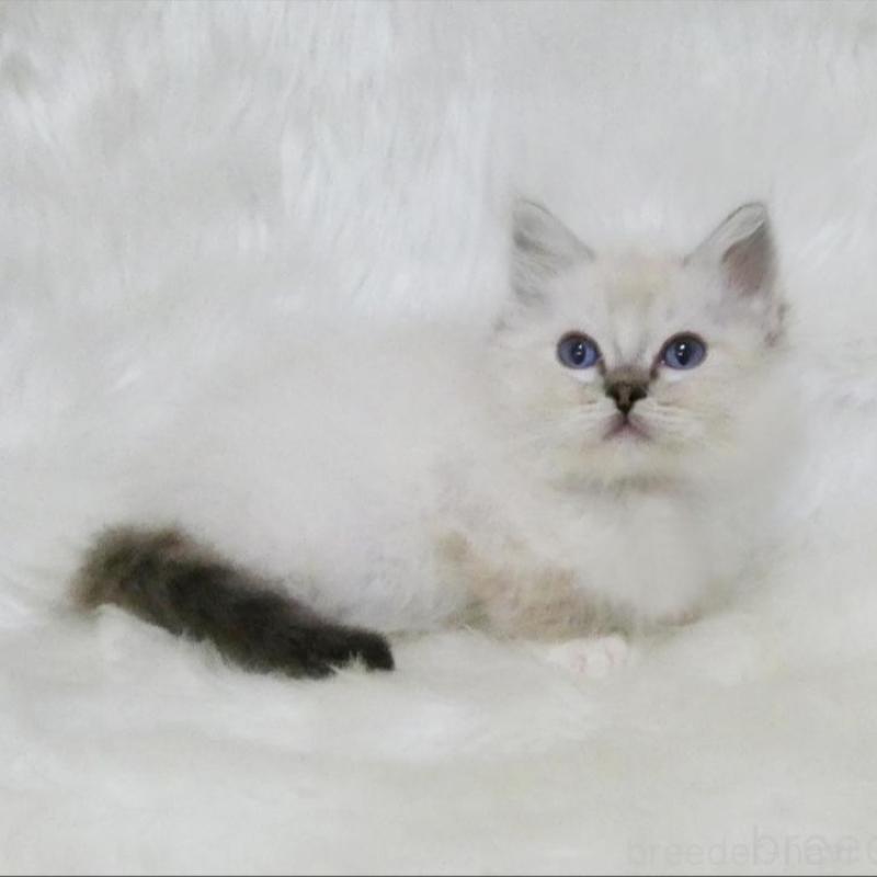 販売中の茨城県のラグドール-139962の2枚目