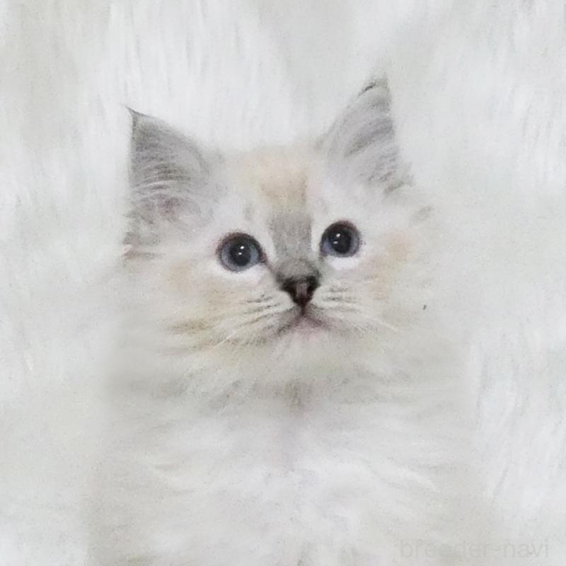 販売中の茨城県のラグドール-139963の1枚目