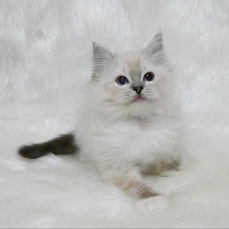 販売中の茨城県のラグドール-139963の4枚目