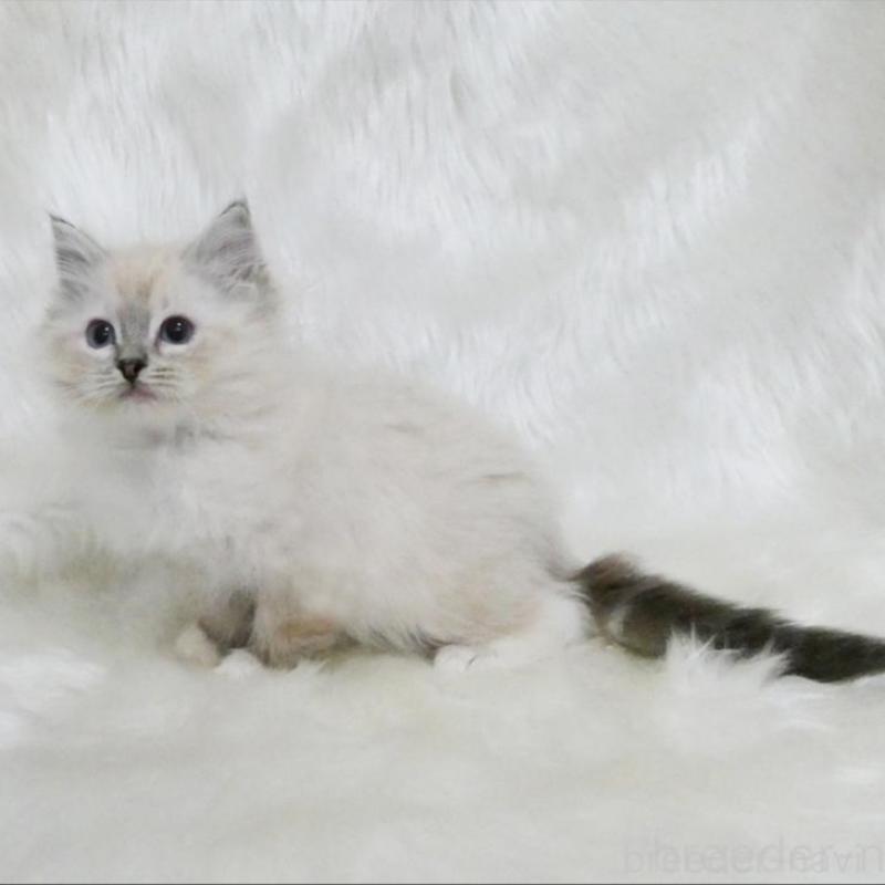 販売中の茨城県のラグドール-139963の3枚目