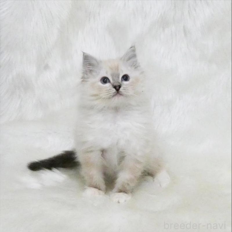 販売中の茨城県のラグドール-139963の2枚目