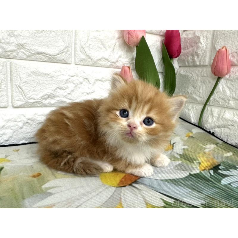 販売中の埼玉県のミヌエット-139964