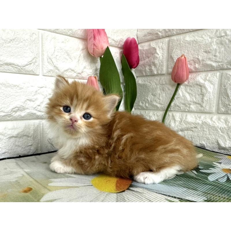 販売中の埼玉県のミヌエット-139964の6枚目