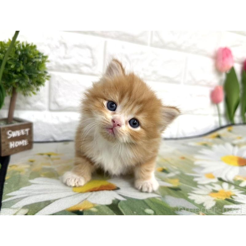 販売中の埼玉県のミヌエット-139964の5枚目