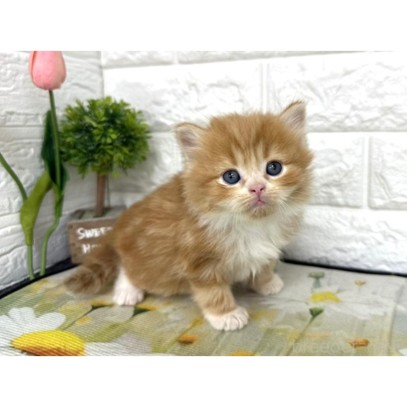 販売中の埼玉県のミヌエット-139964の4枚目