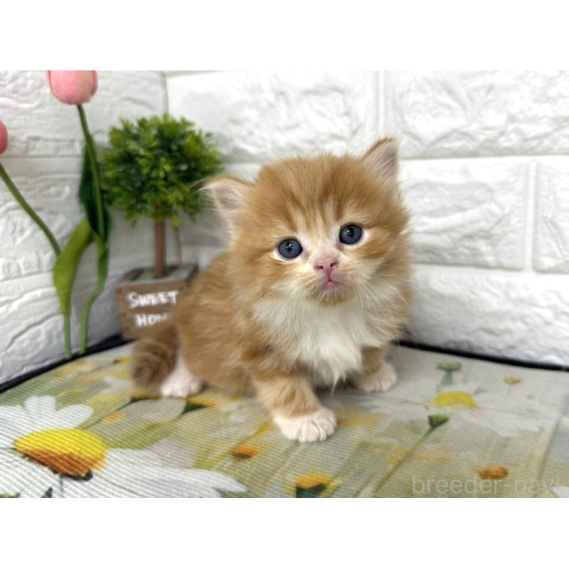 販売中の埼玉県のミヌエット-139964の3枚目