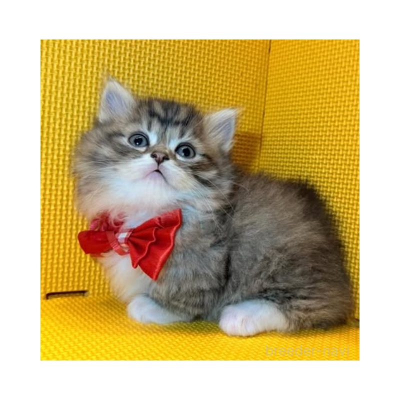 販売中の神奈川県のミヌエット(短足)-139965の6枚目