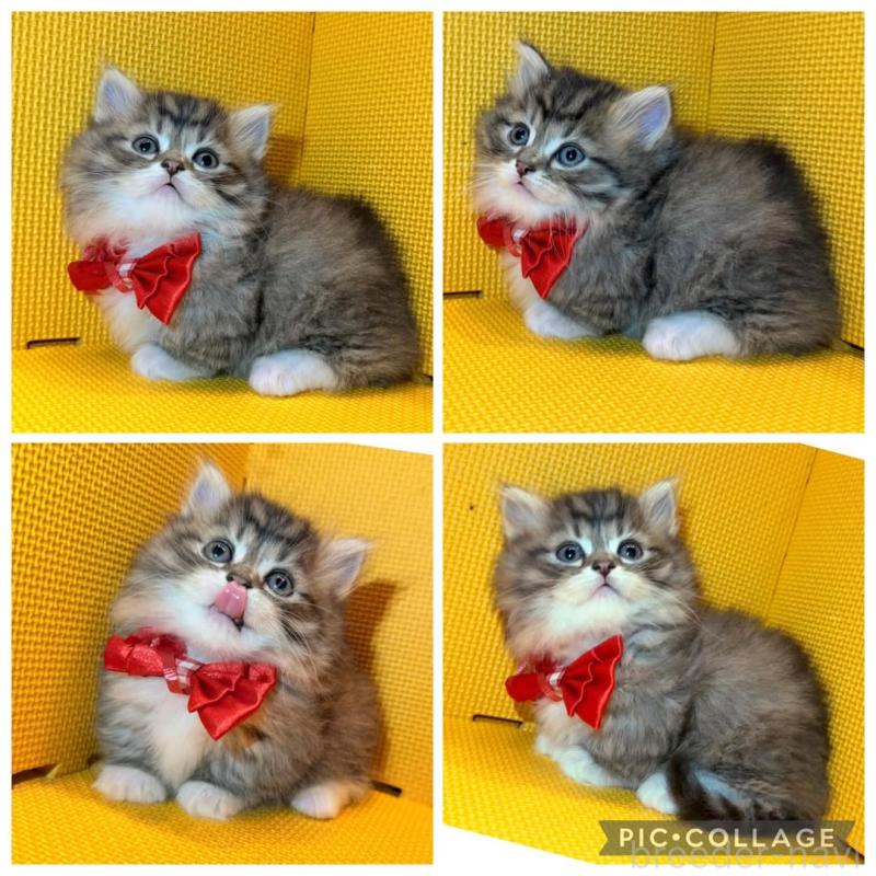 販売中の神奈川県のミヌエット(短足)-139965の5枚目