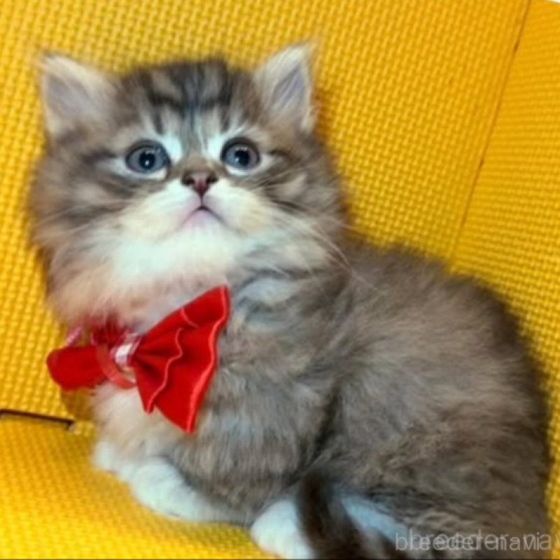 販売中の神奈川県のミヌエット(短足)-139965