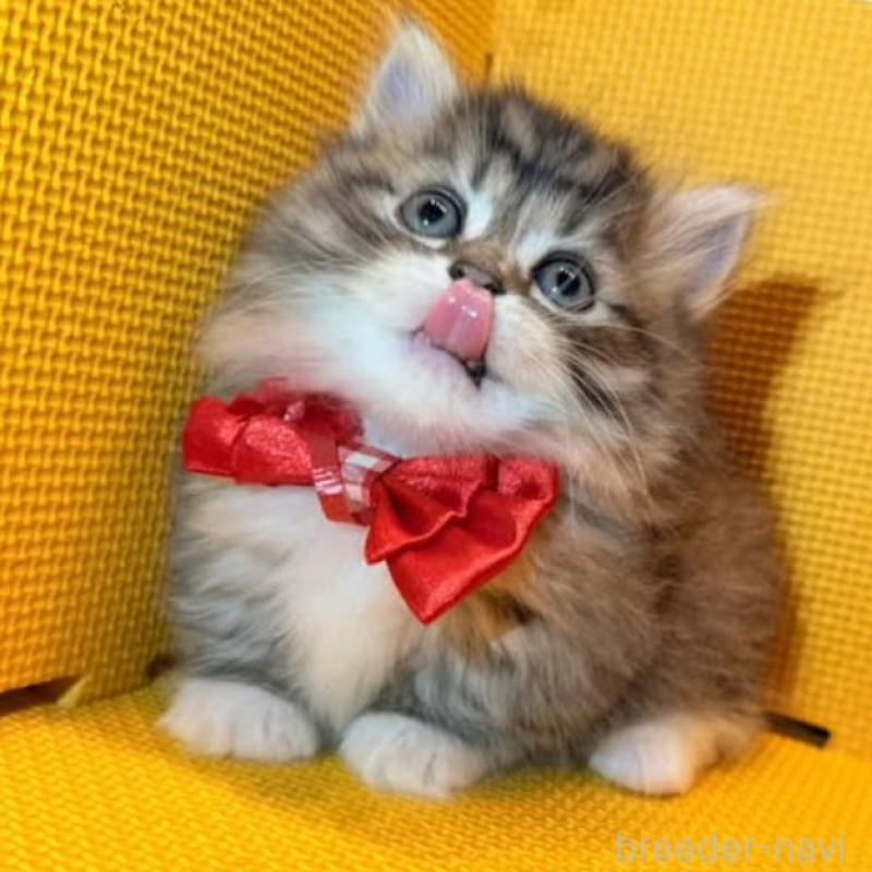 販売中の神奈川県のミヌエット(短足)-139965の4枚目