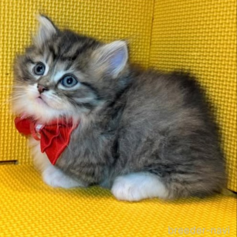 販売中の神奈川県のミヌエット(短足)-139965の3枚目