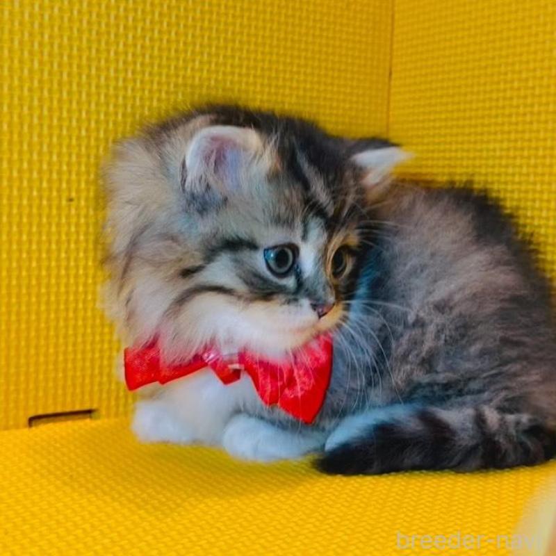 販売中の神奈川県のミヌエット(短足)-139965の2枚目