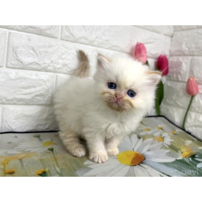 販売中の埼玉県のミヌエット-139966