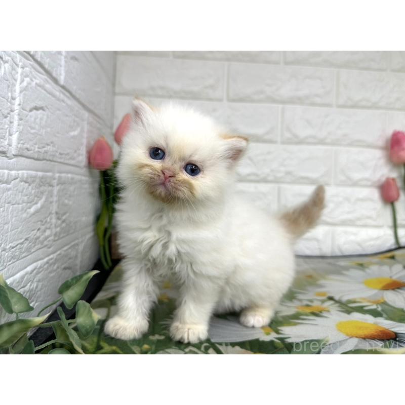 販売中の埼玉県のミヌエット-139966の6枚目