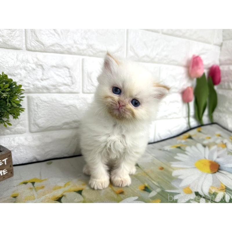 販売中の埼玉県のミヌエット-139966の5枚目