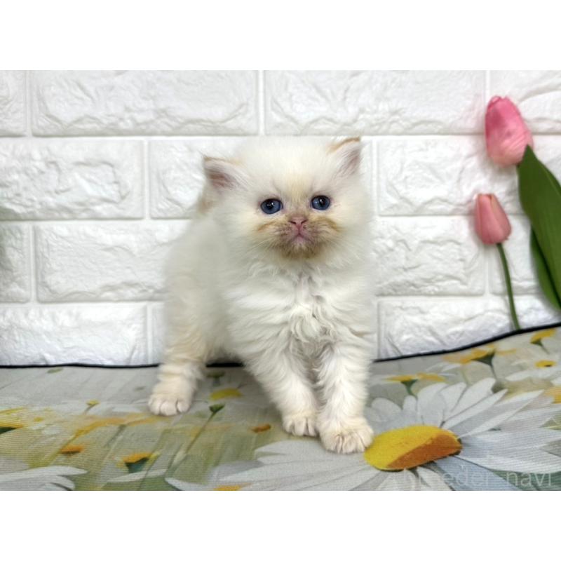 販売中の埼玉県のミヌエット-139966の4枚目