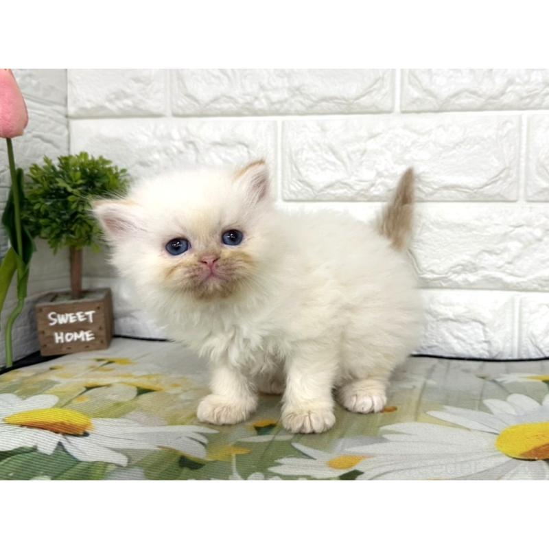 販売中の埼玉県のミヌエット-139966の3枚目