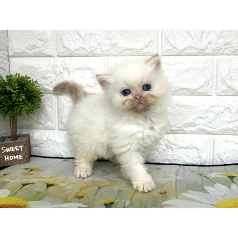 販売中の埼玉県のミヌエット-139966の2枚目