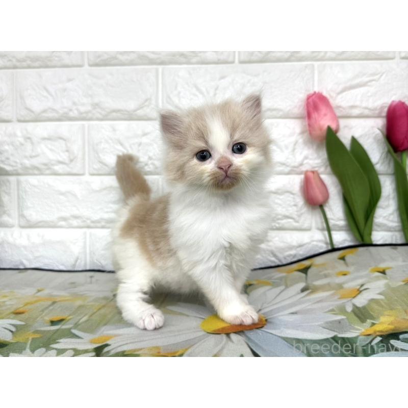 販売中の埼玉県のミヌエット-139967の1枚目