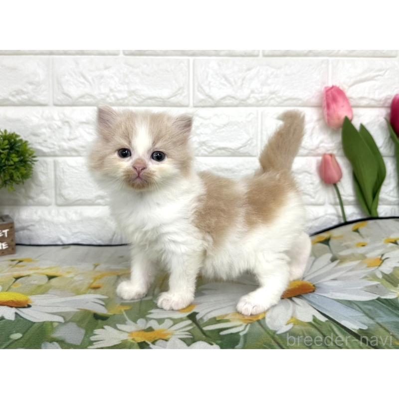 販売中の埼玉県のミヌエット-139967の6枚目