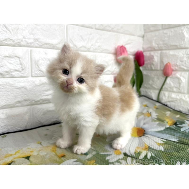 販売中の埼玉県のミヌエット-139967の5枚目