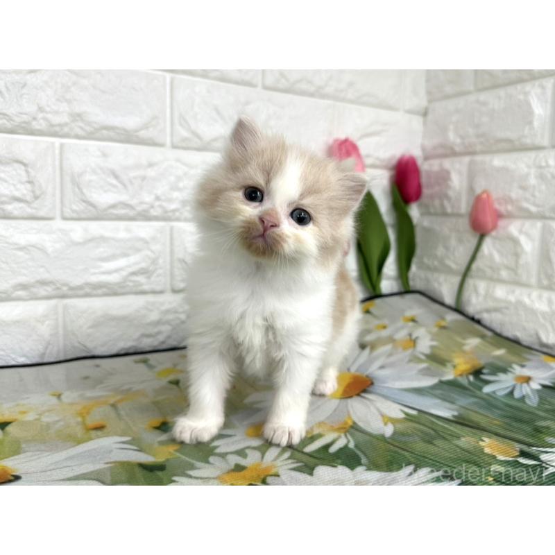 販売中の埼玉県のミヌエット-139967の4枚目