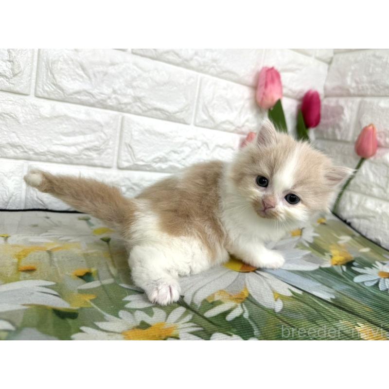 販売中の埼玉県のミヌエット-139967の3枚目