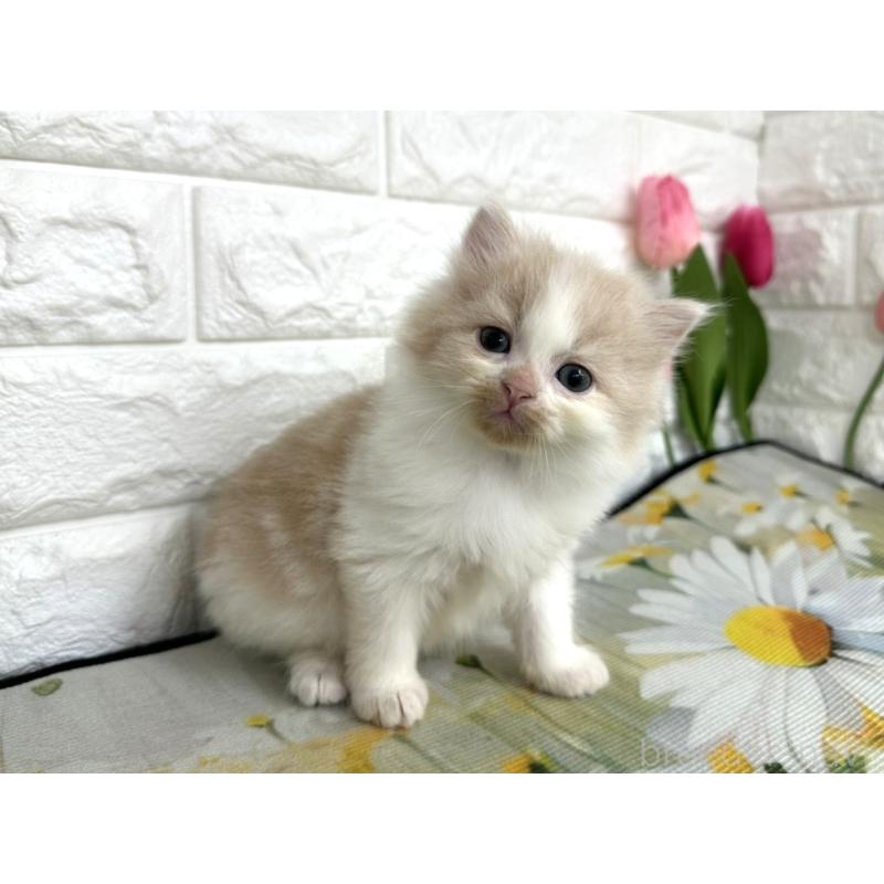 販売中の埼玉県のミヌエット-139967の2枚目