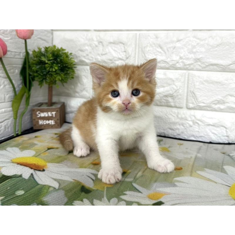 販売中の埼玉県のマンチカン-139968の6枚目