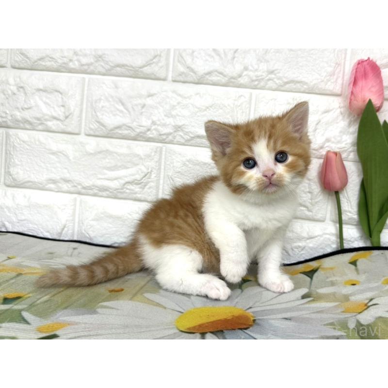 販売中の埼玉県のマンチカン-139968の5枚目