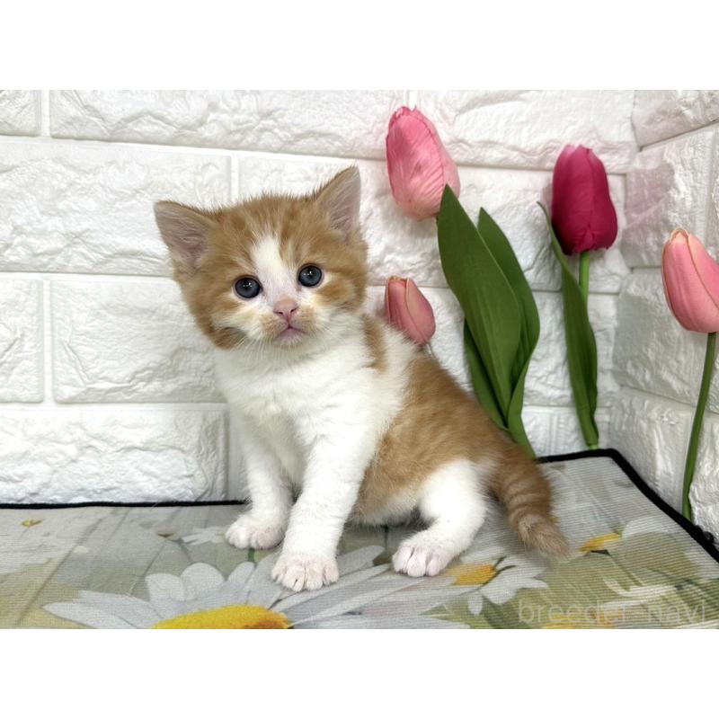 販売中の埼玉県のマンチカン-139968の4枚目