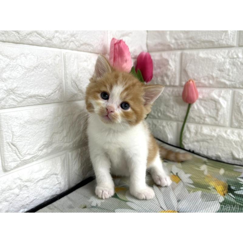 販売中の埼玉県のマンチカン-139968の3枚目