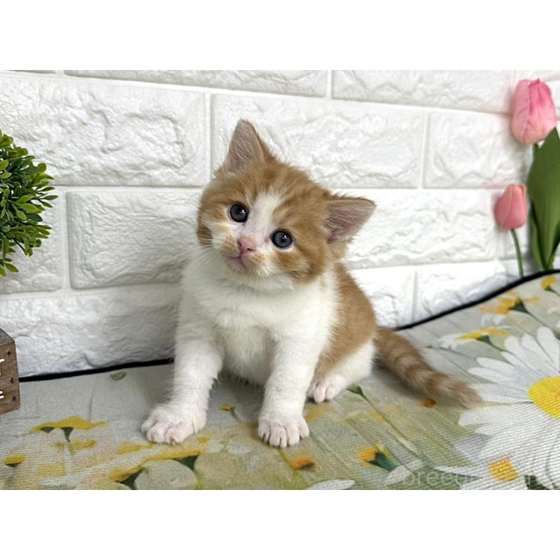 販売中の埼玉県のマンチカン-139968の2枚目