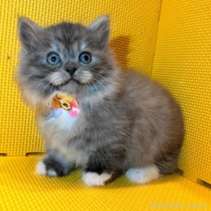 販売中の神奈川県のミヌエット(短足)-139969の6枚目