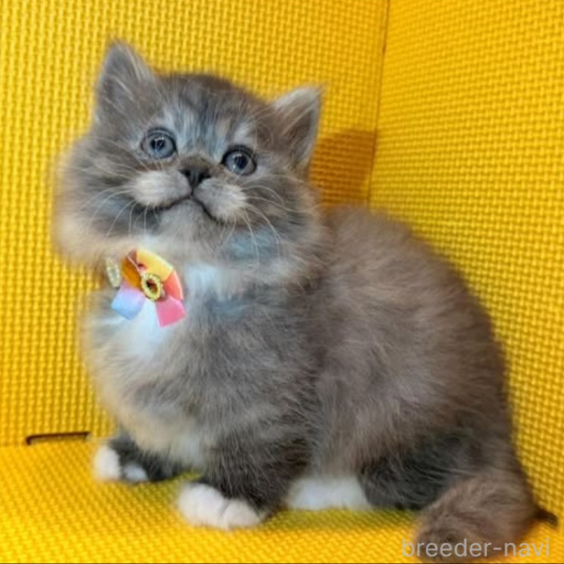 販売中の神奈川県のミヌエット(短足)-139969の5枚目