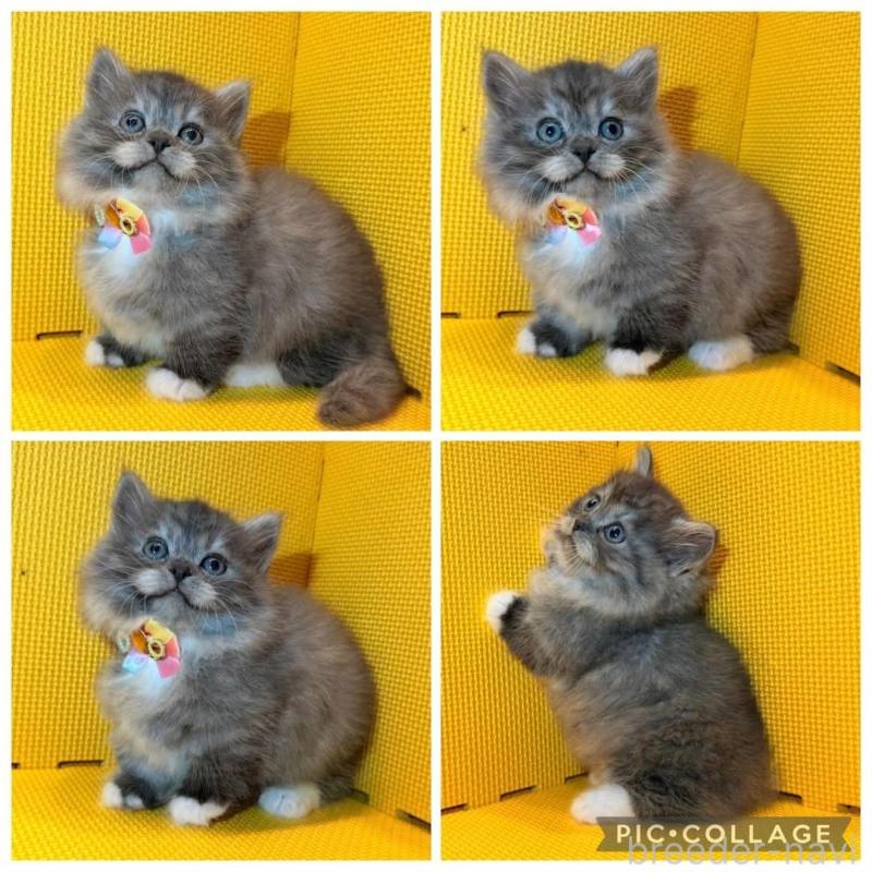 販売中の神奈川県のミヌエット(短足)-139969の4枚目