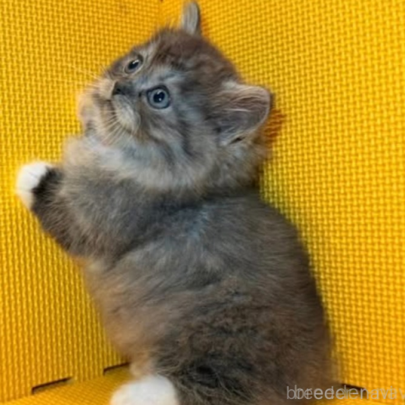 販売中の神奈川県のミヌエット(短足)-139969の2枚目