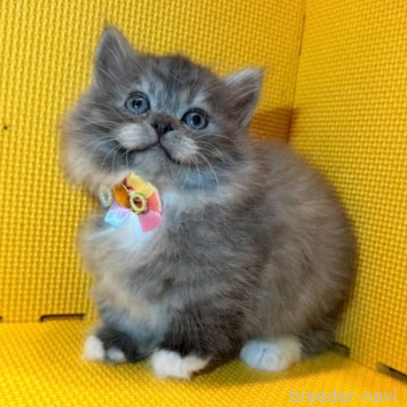 販売中の神奈川県のミヌエット(短足)-139969