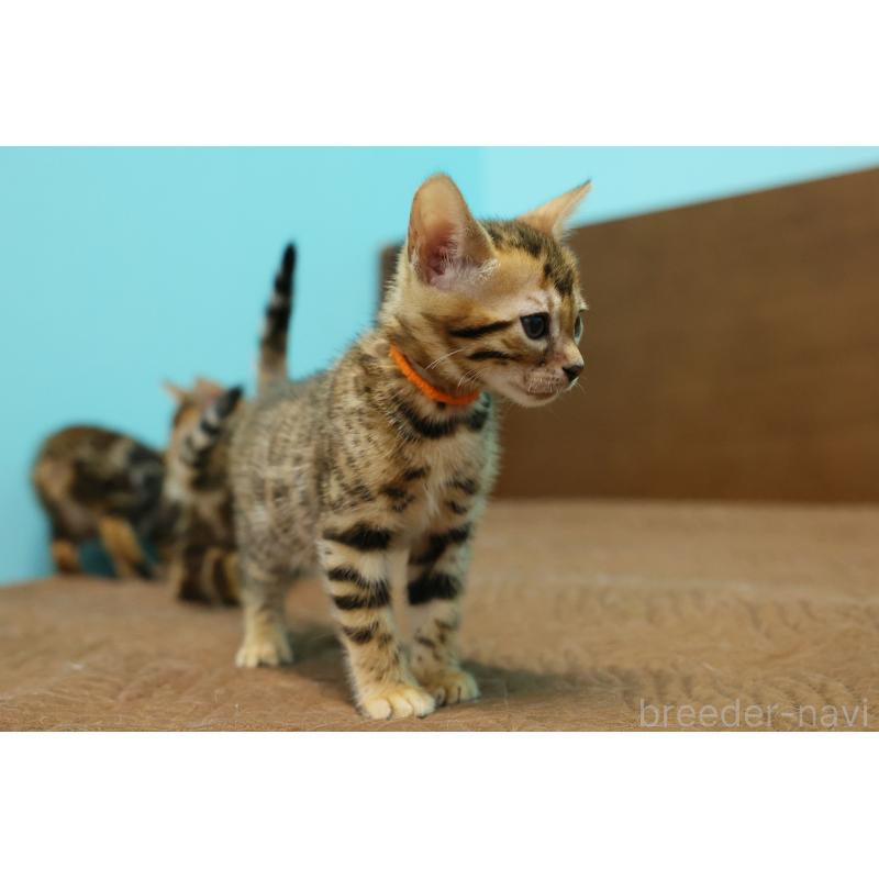 販売中の大阪府のベンガル-139939の9枚目