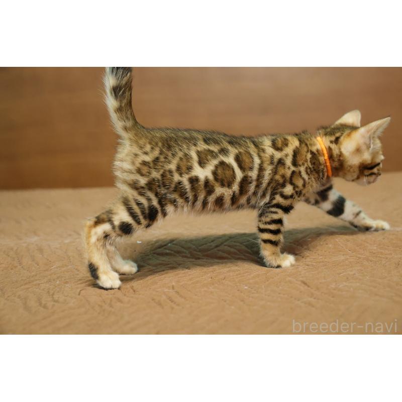 販売中の大阪府のベンガル-139939の8枚目