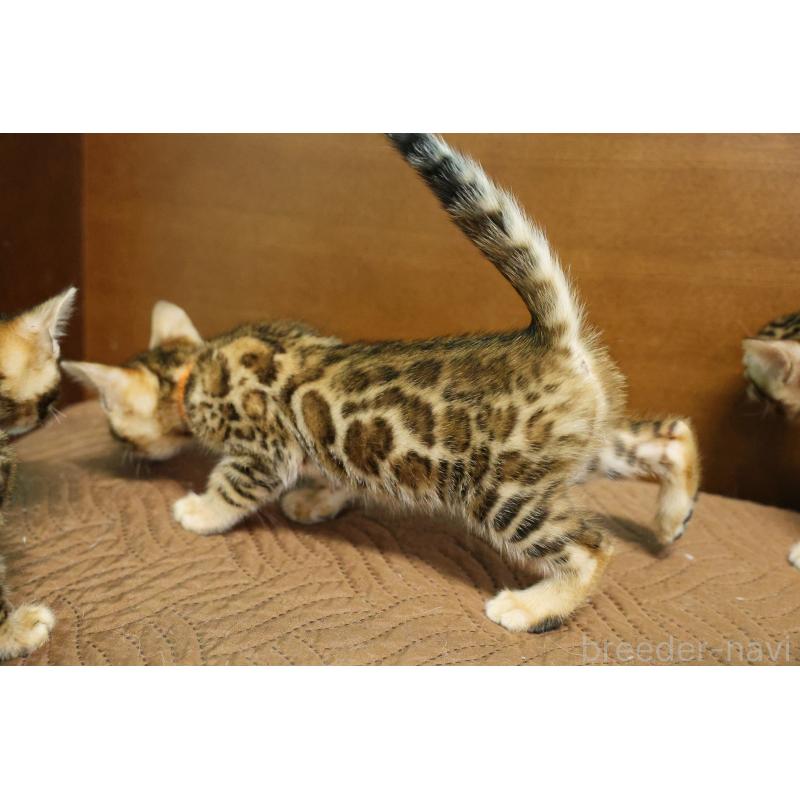 販売中の大阪府のベンガル-139939の7枚目