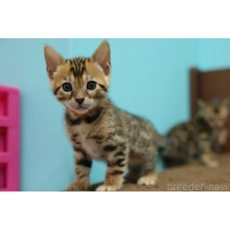 販売中の大阪府のベンガル-139939の6枚目